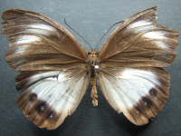 Elymnias agondas australiana - Adult